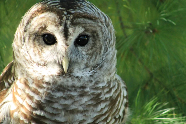 an owl looking directly at the camera while perched