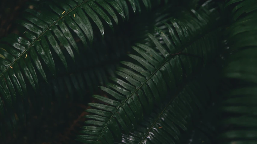 leaves with the same green color as leaves in the background