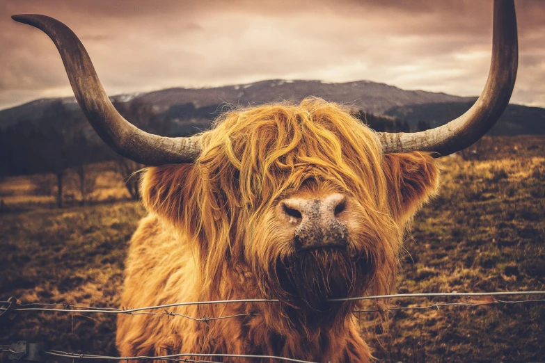 a long horned animal standing in a field