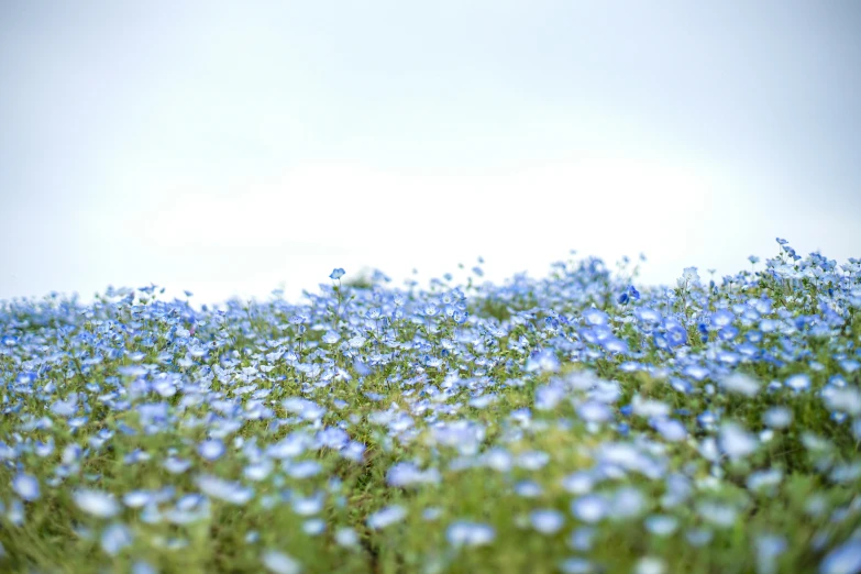 a blue flower covered field under a white sky