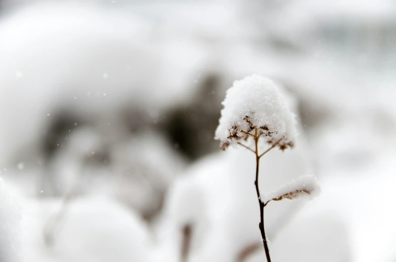 snow covers the nches and twigs of a plant