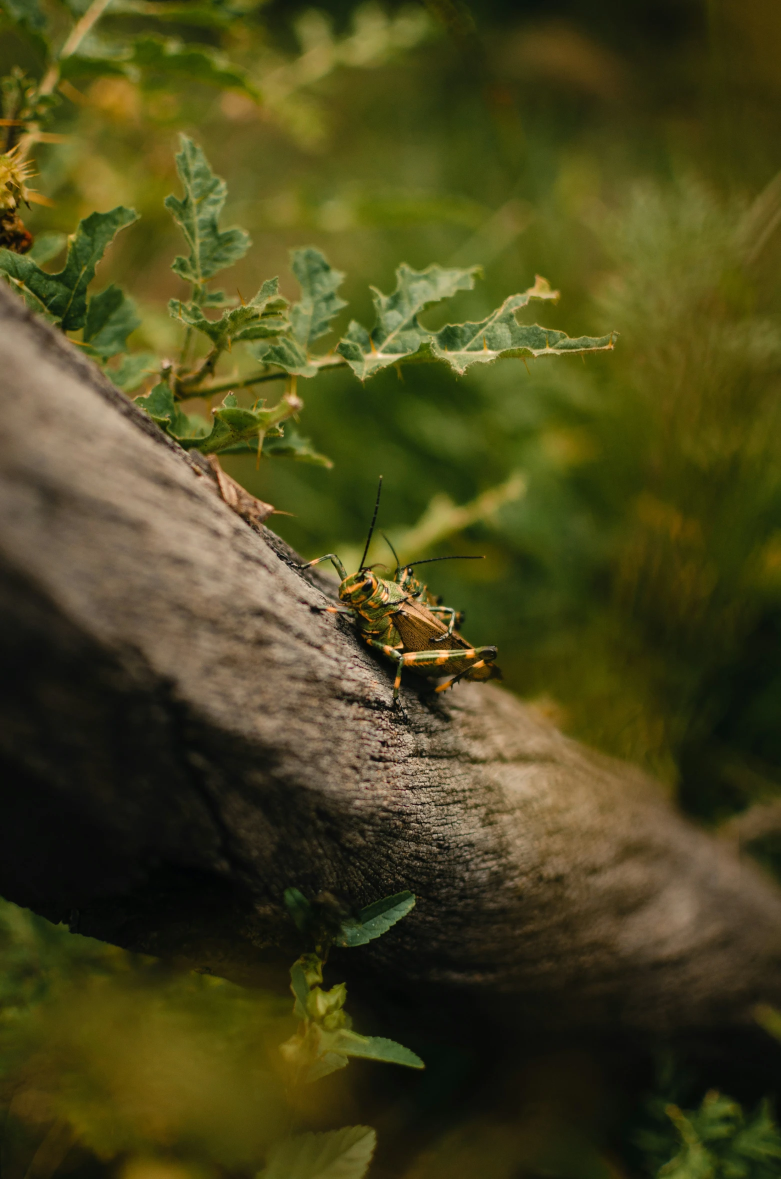 two insects sitting on a nch in a tree