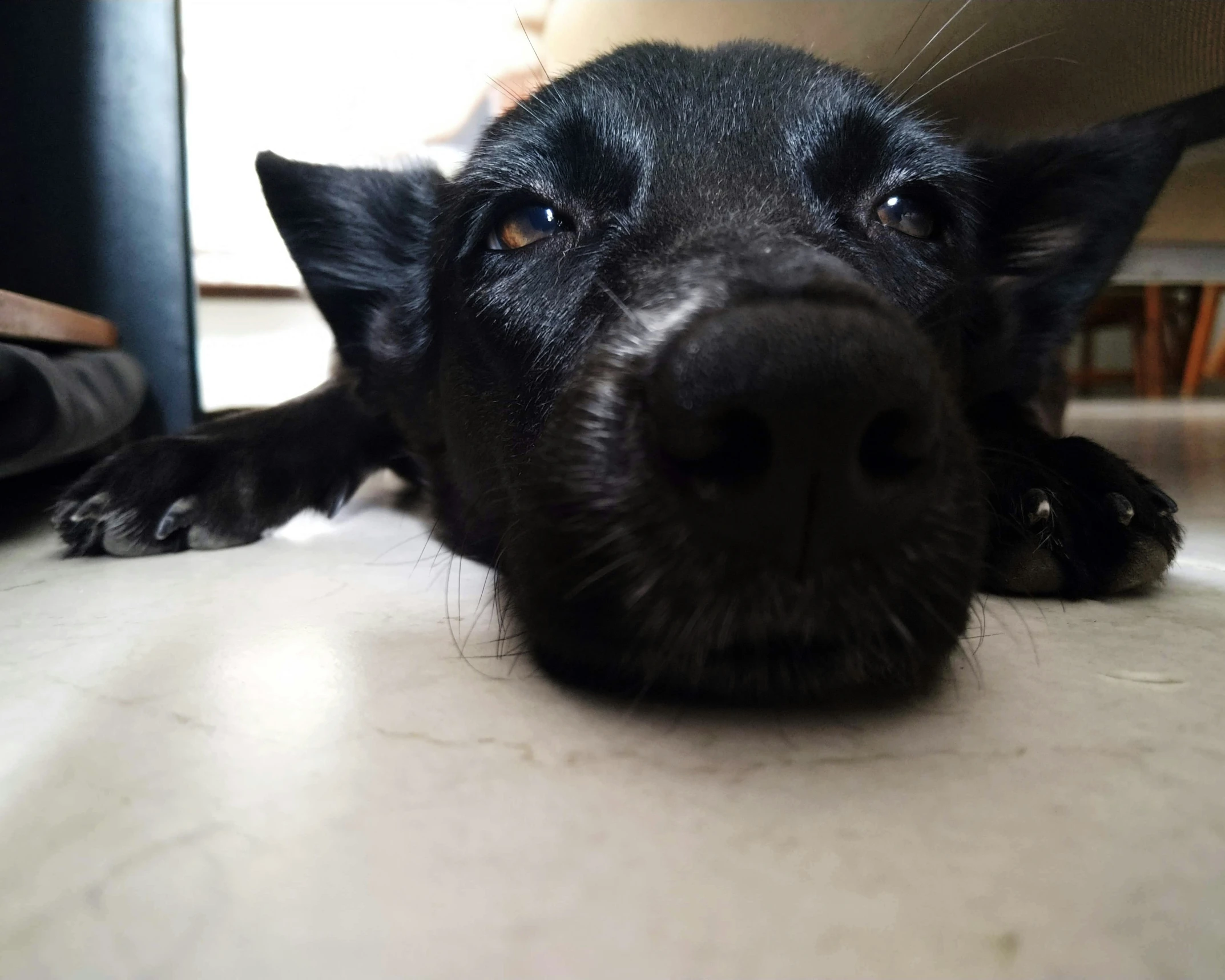 a black dog laying down on a table