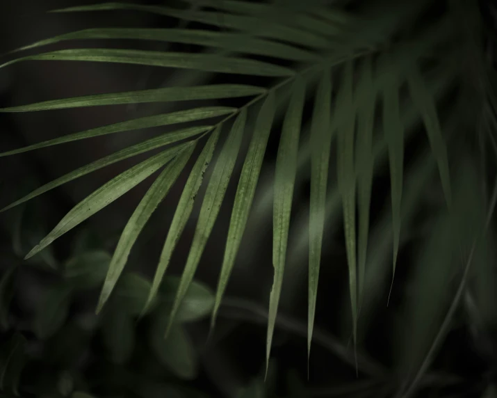 palm tree leaves are seen in the night