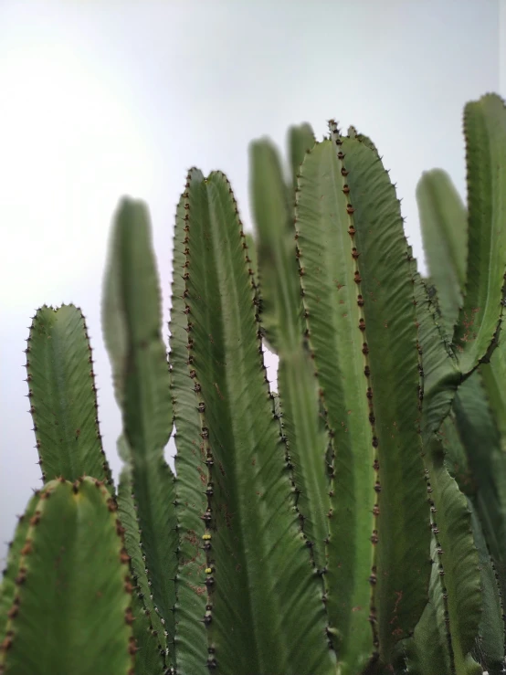 a cactus with very thin leaves and no seed on it