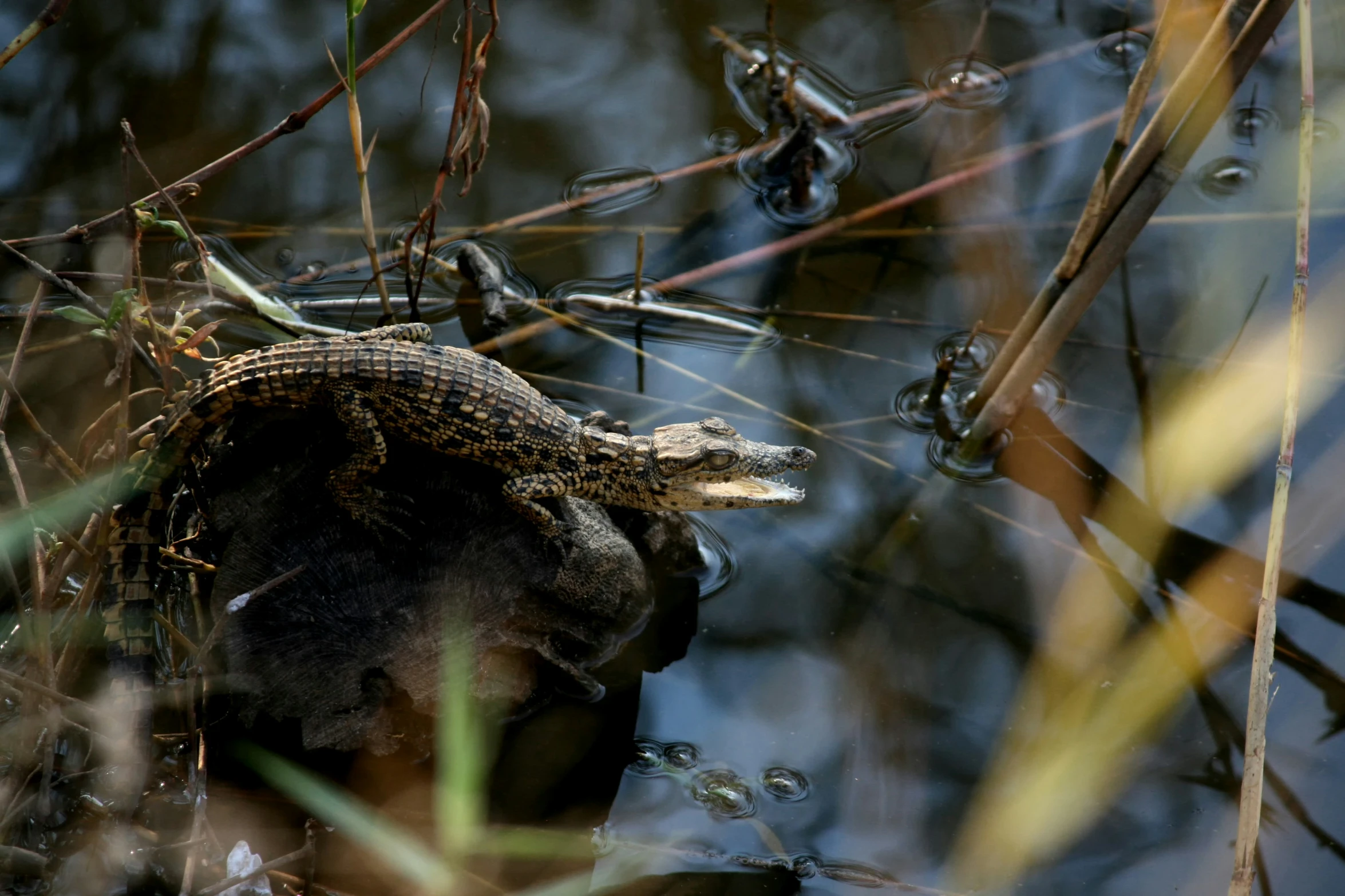 a closeup s of a crocodile in the water