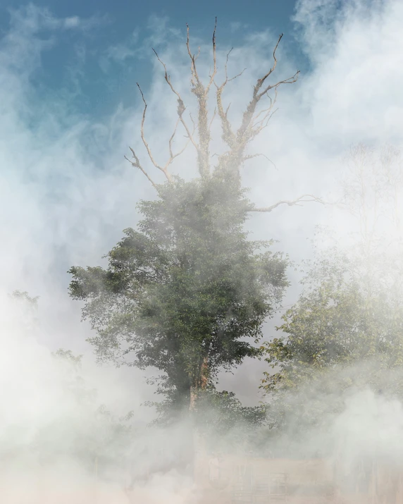 a tree in the fog under a cloudy sky