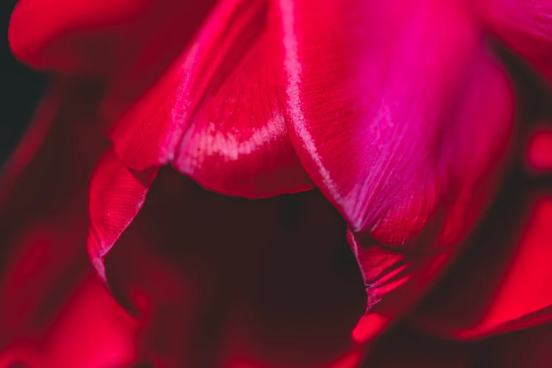 a red and white flower close up with a black background