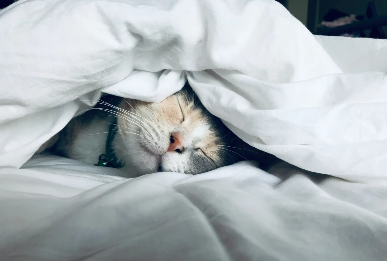 an orange and white cat under the covers on a bed