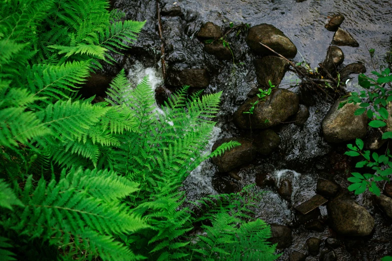 there is a large group of rocks in the forest