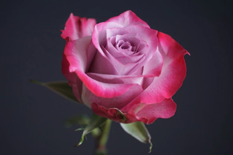 a close up of a pink rose on a black background