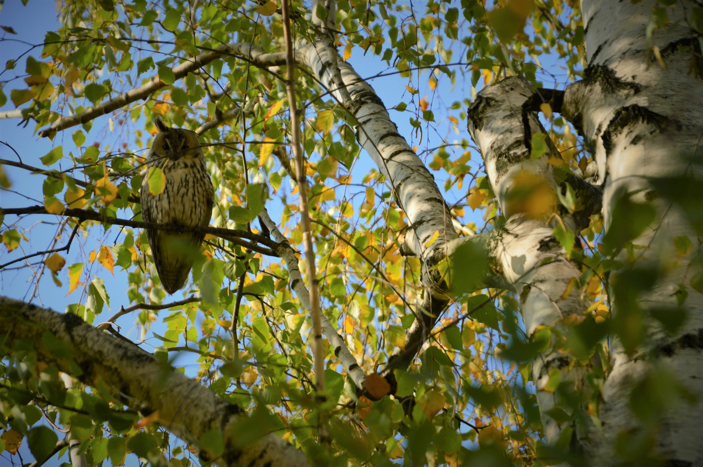 a large owl is sitting in the nches of a tree