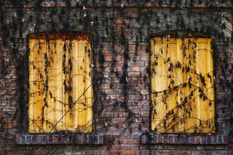 two yellow windows with vines on the side of a brick wall