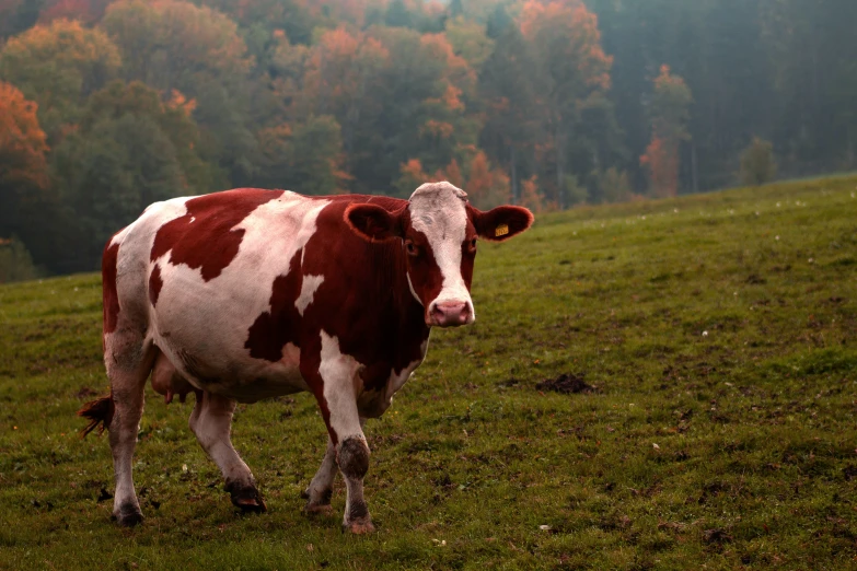 a brown and white cow with red spots on its face