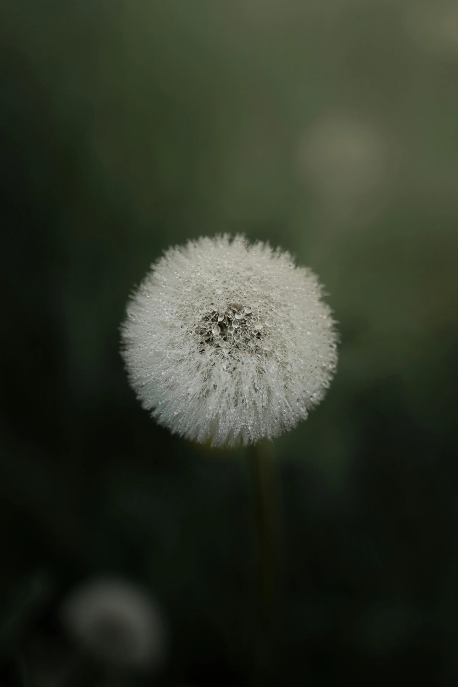 a very pretty white flower with the leaves out