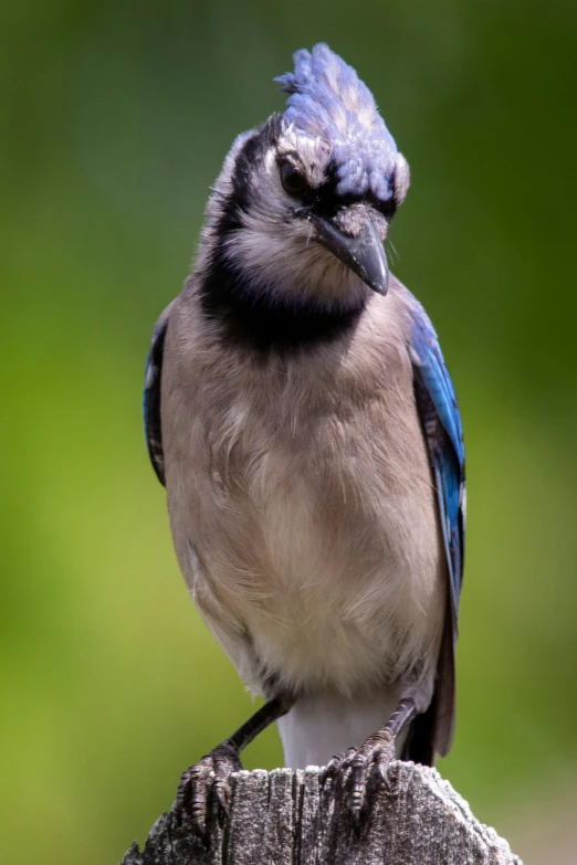 a blue bird perched on top of a wooden stump