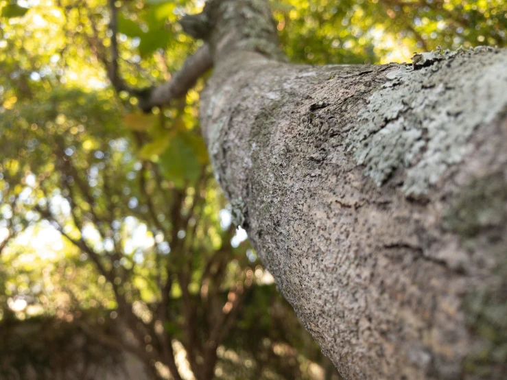 a large tree has a leaf on it