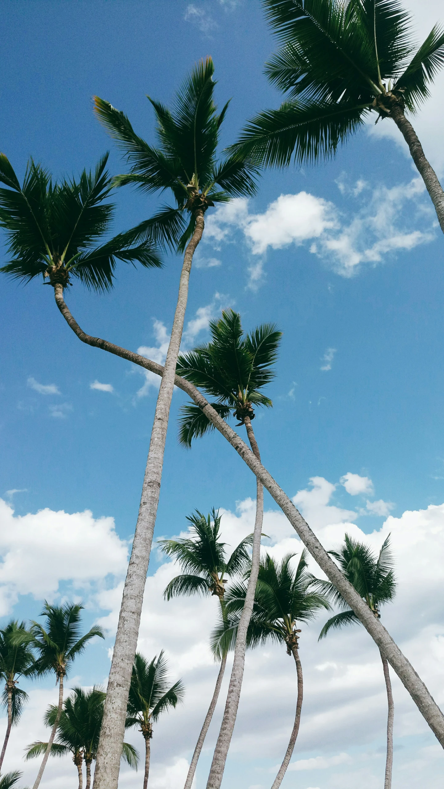 the palm trees are reaching toward the clear blue sky