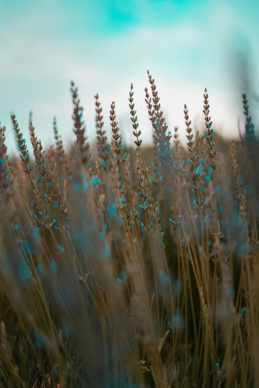 a blurry po of some very tall plants