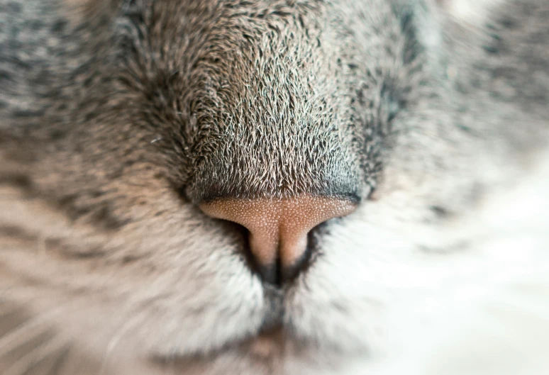closeup image of the eyes and snout of a cat