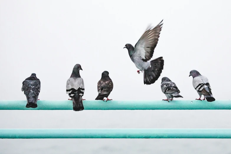 pigeons sitting and standing in the middle of a line