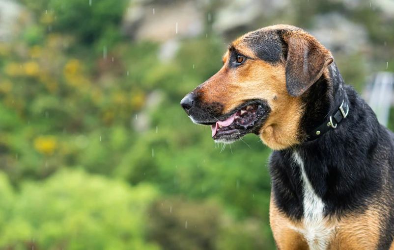 the dog is in the rain and it has his mouth open