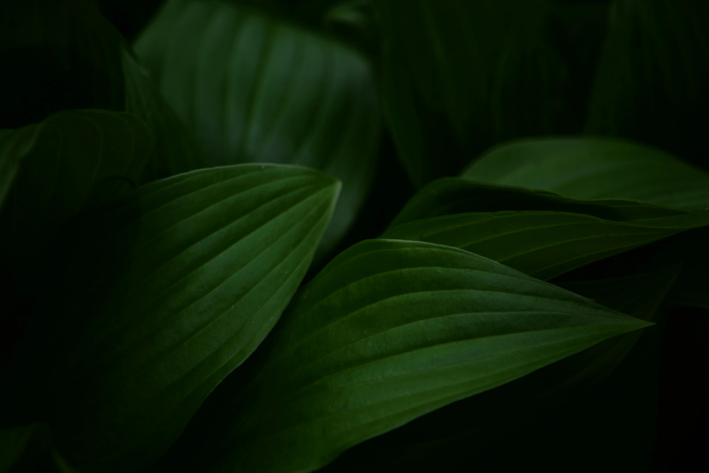 a leafy green plant on the side of a road