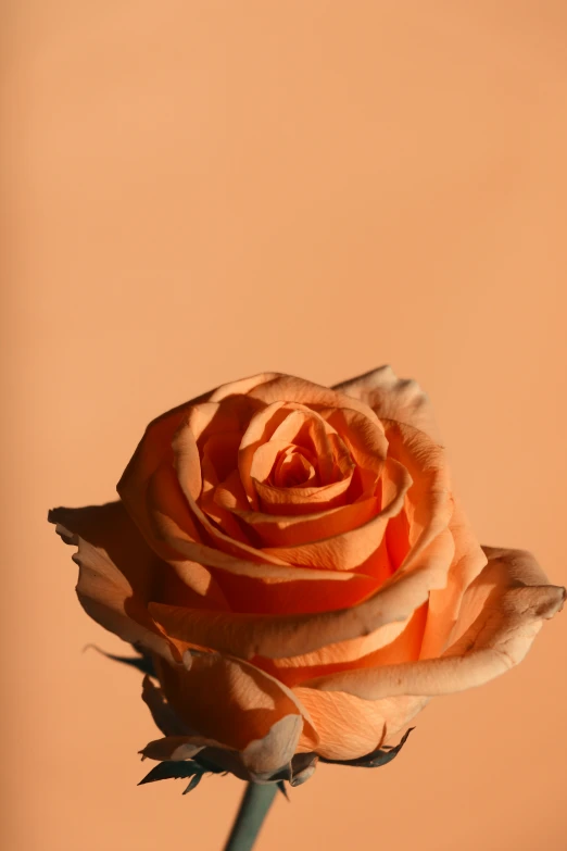 a single peach colored flower is shown in this picture