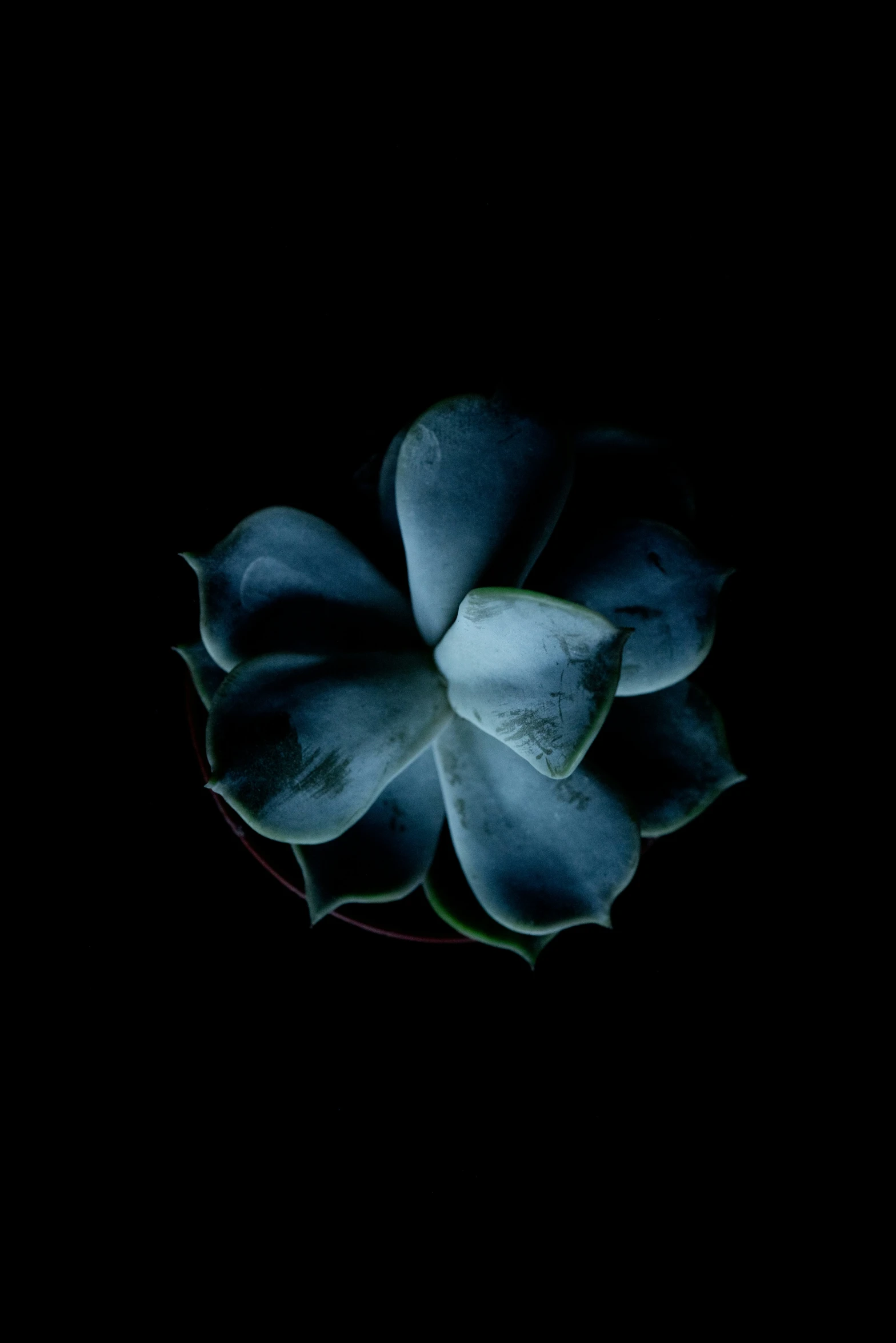 a blue flower sitting on top of a black table