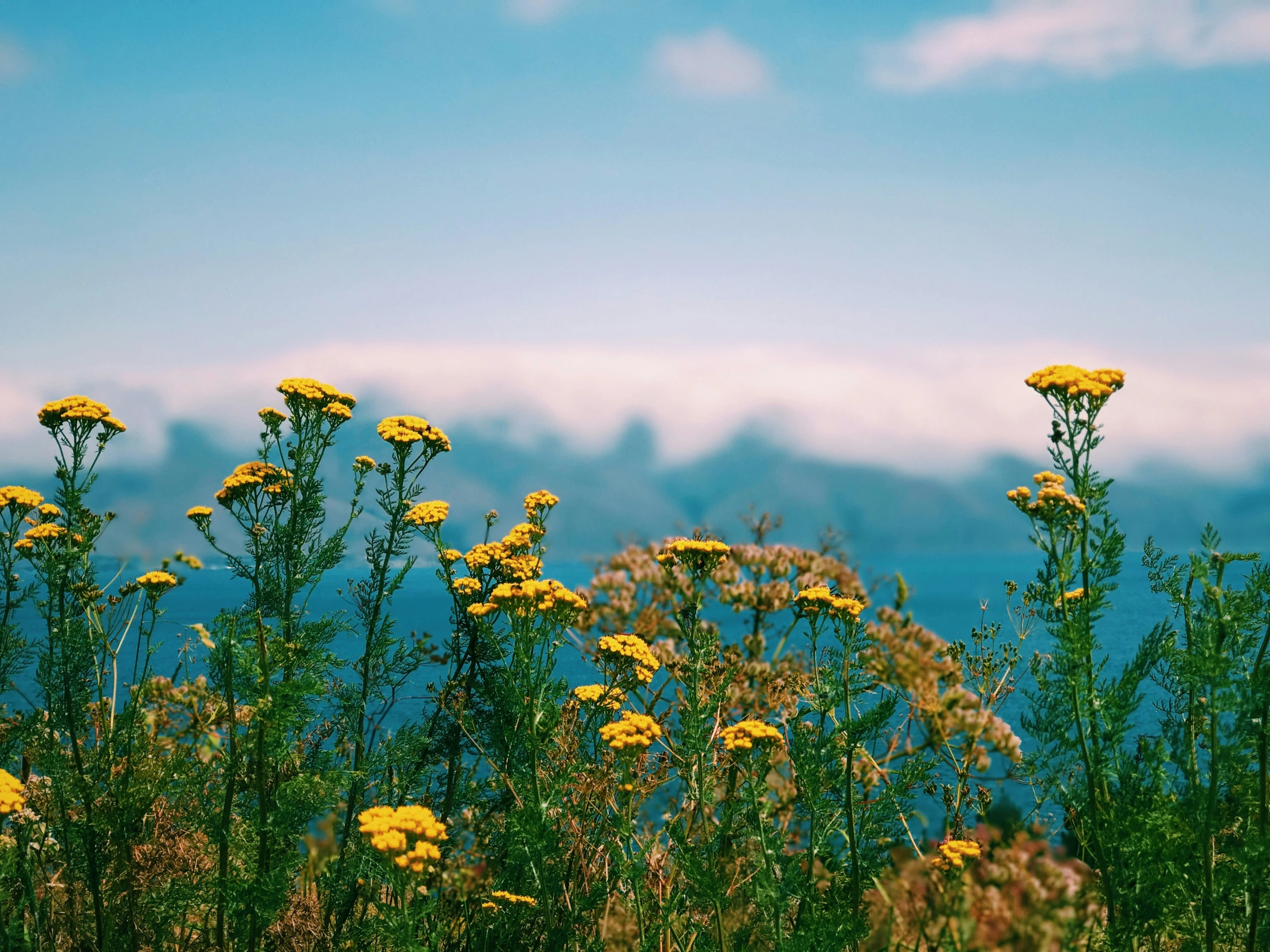 a view of some yellow flowers in front of mountains