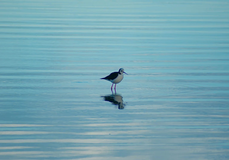 a small white and black bird is in the water