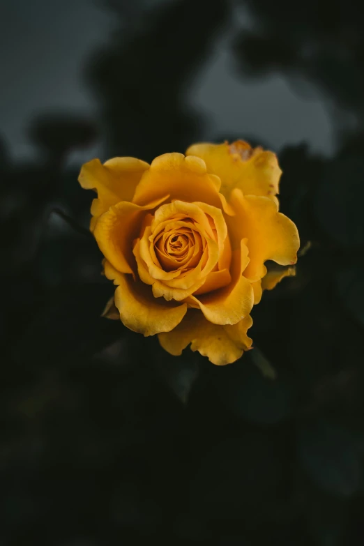 an image of yellow rose closeup