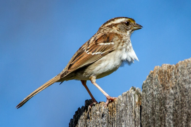 a brown and white bird sitting on top of a wooden fence