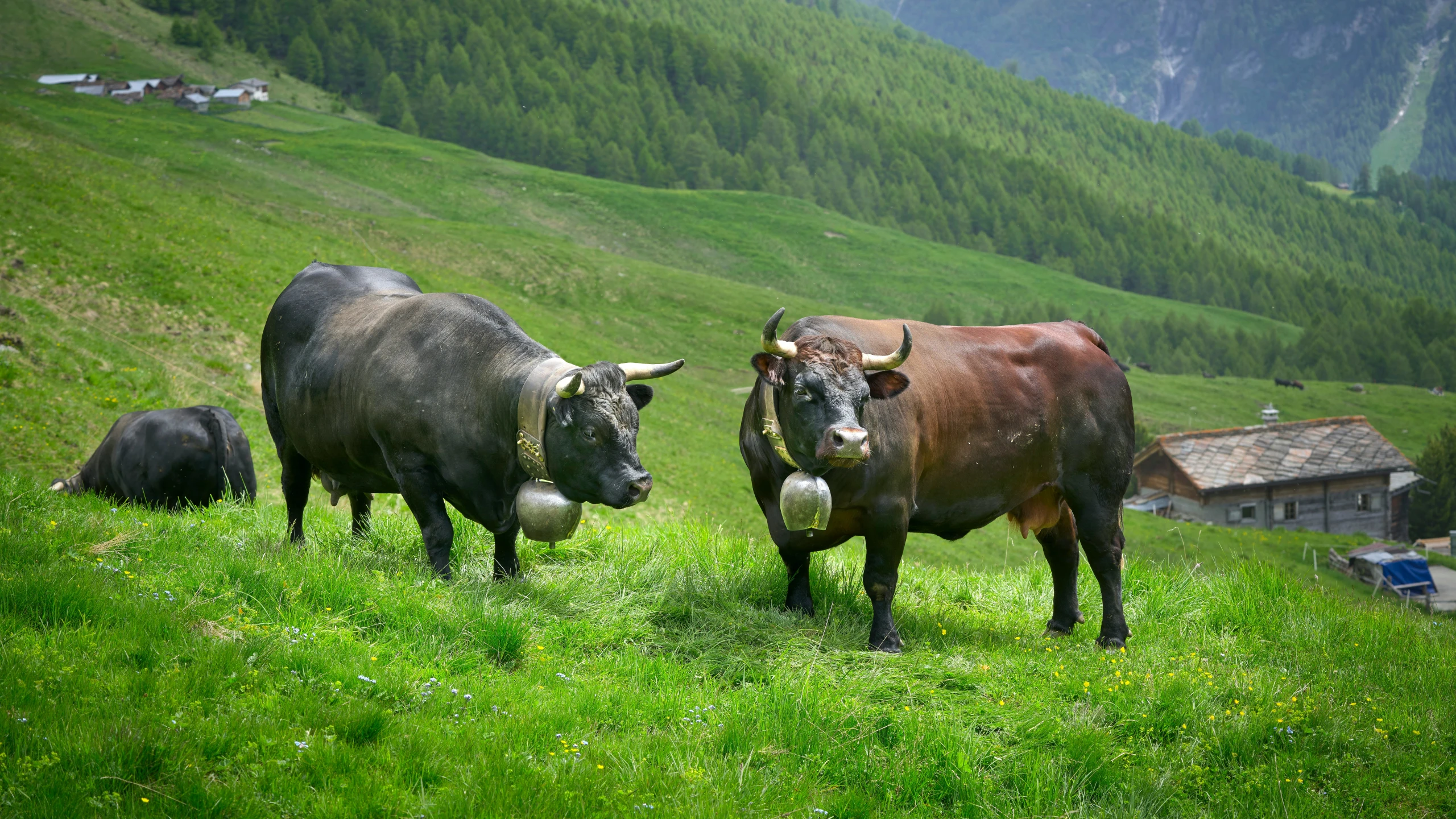 several bulls are walking through a green meadow