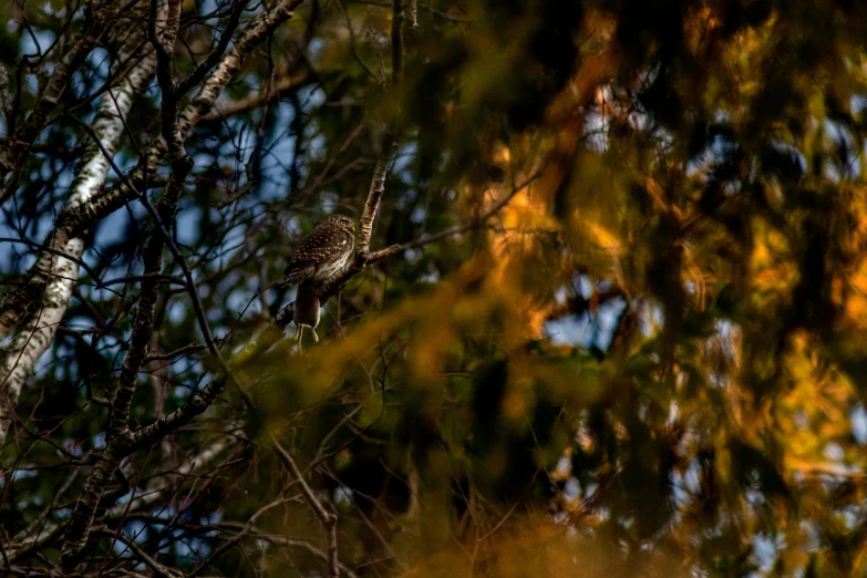 there is an image of a small bird in the tree