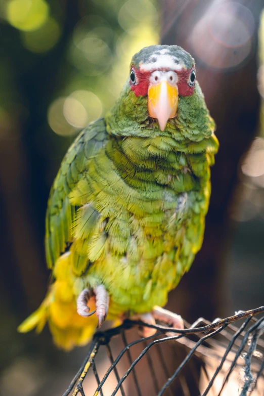 a green and yellow parrot is standing on a bird cage