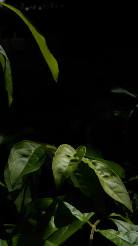 a group of leaves and stems are shown against the dark background