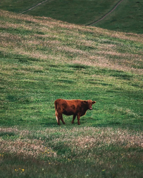 a brown cow standing in an open field