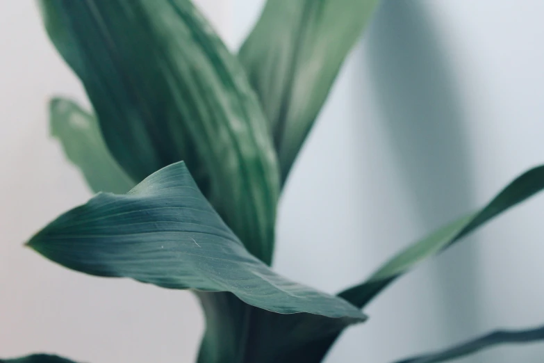 a green plant with leaves is next to a white wall