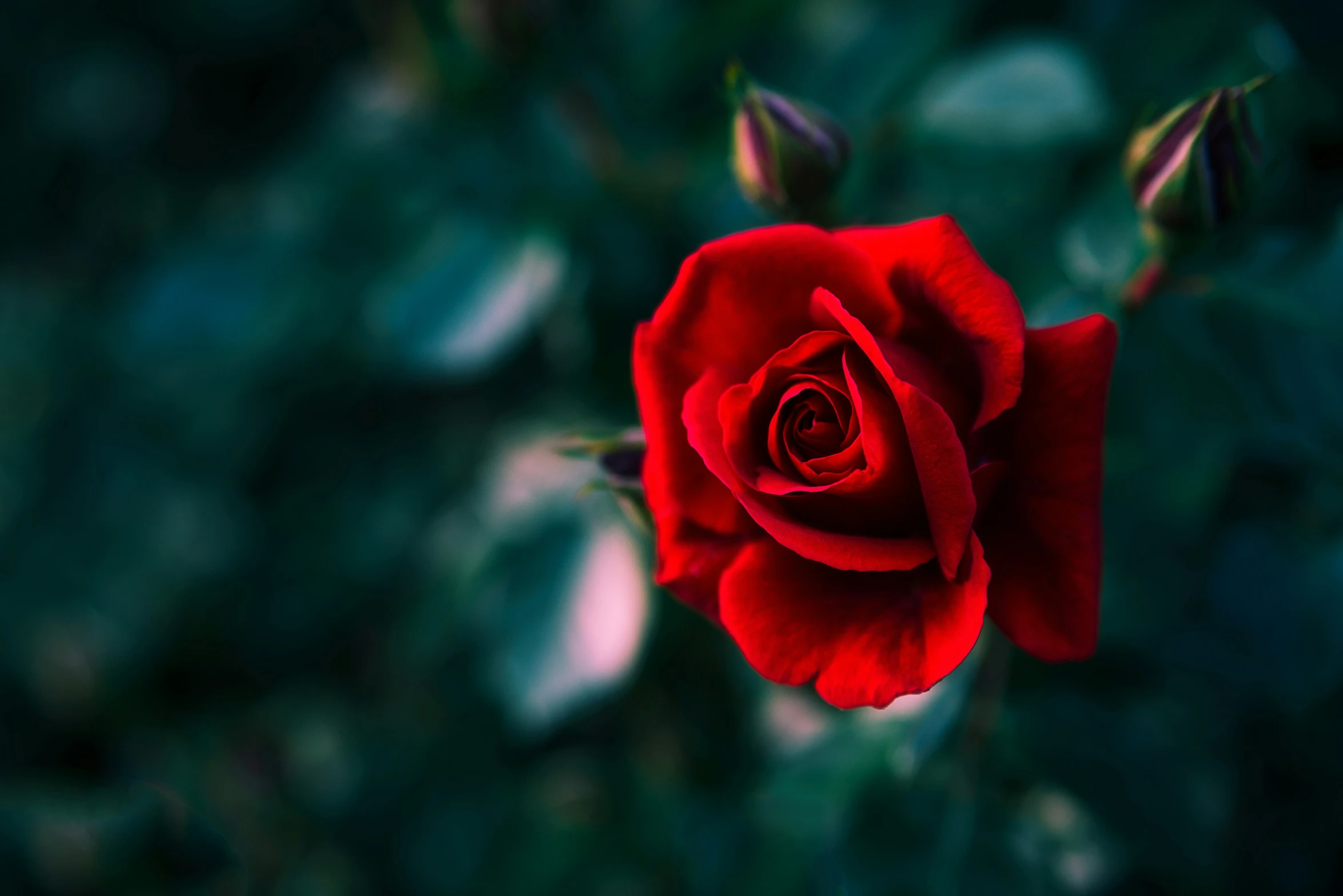 a single red rose with blurry leaves on it