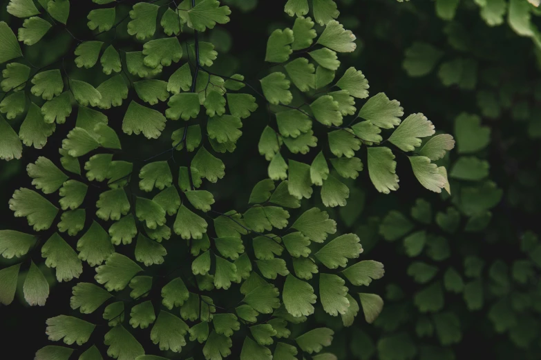 looking down at some leaves of a tree