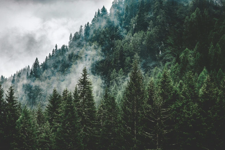 a view of trees from the side of the mountain