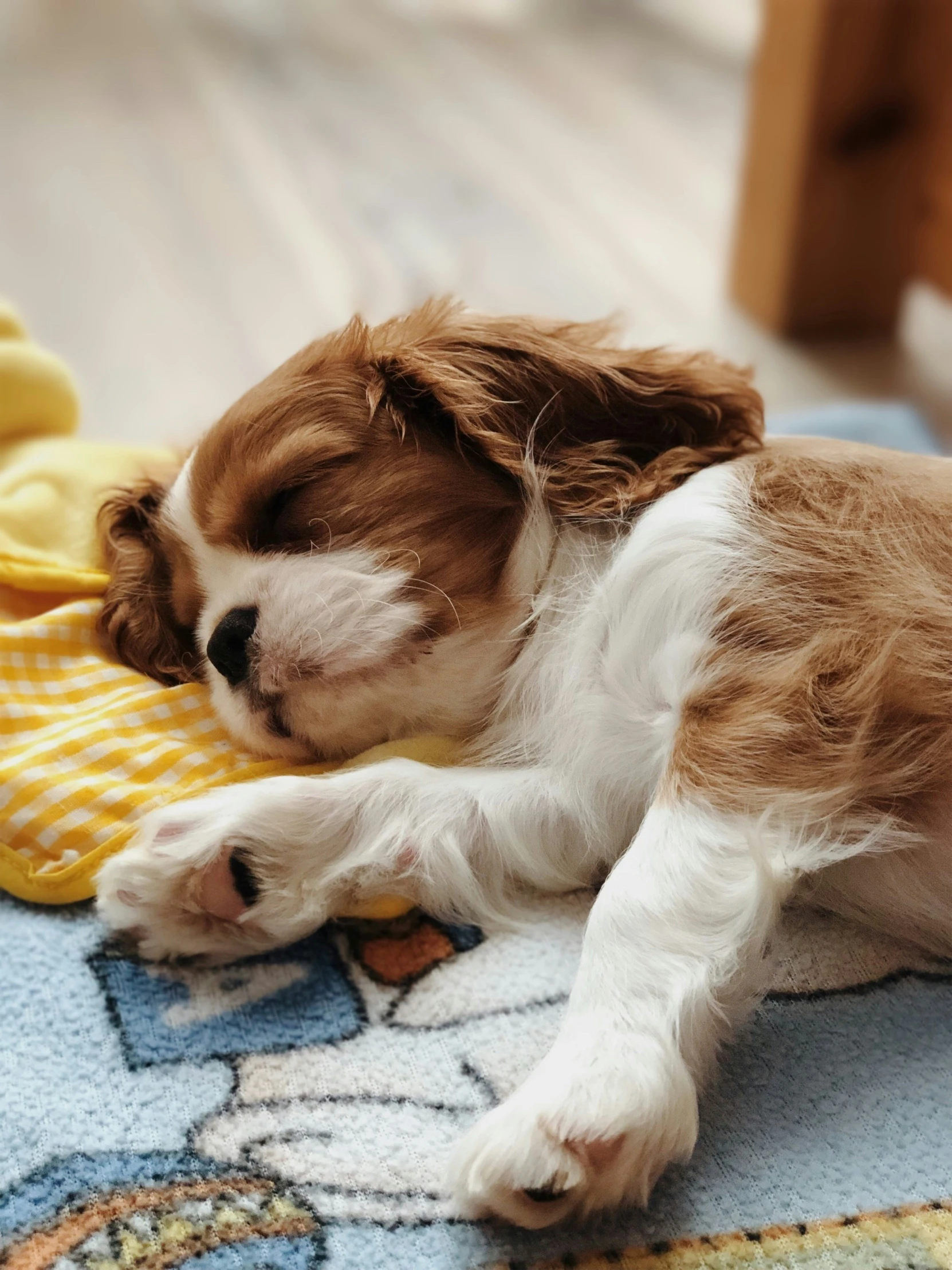 brown and white puppy on a rug on the floor