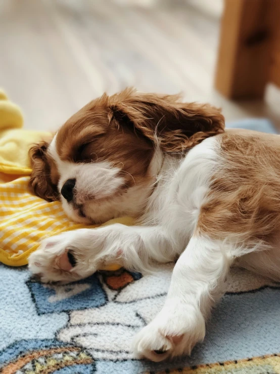 brown and white puppy on a rug on the floor