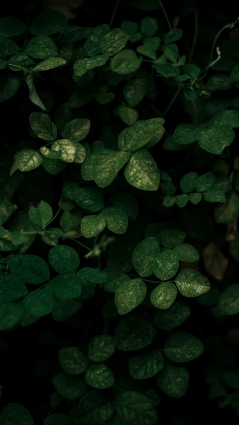 close up pograph of leafy, light green, tree nches