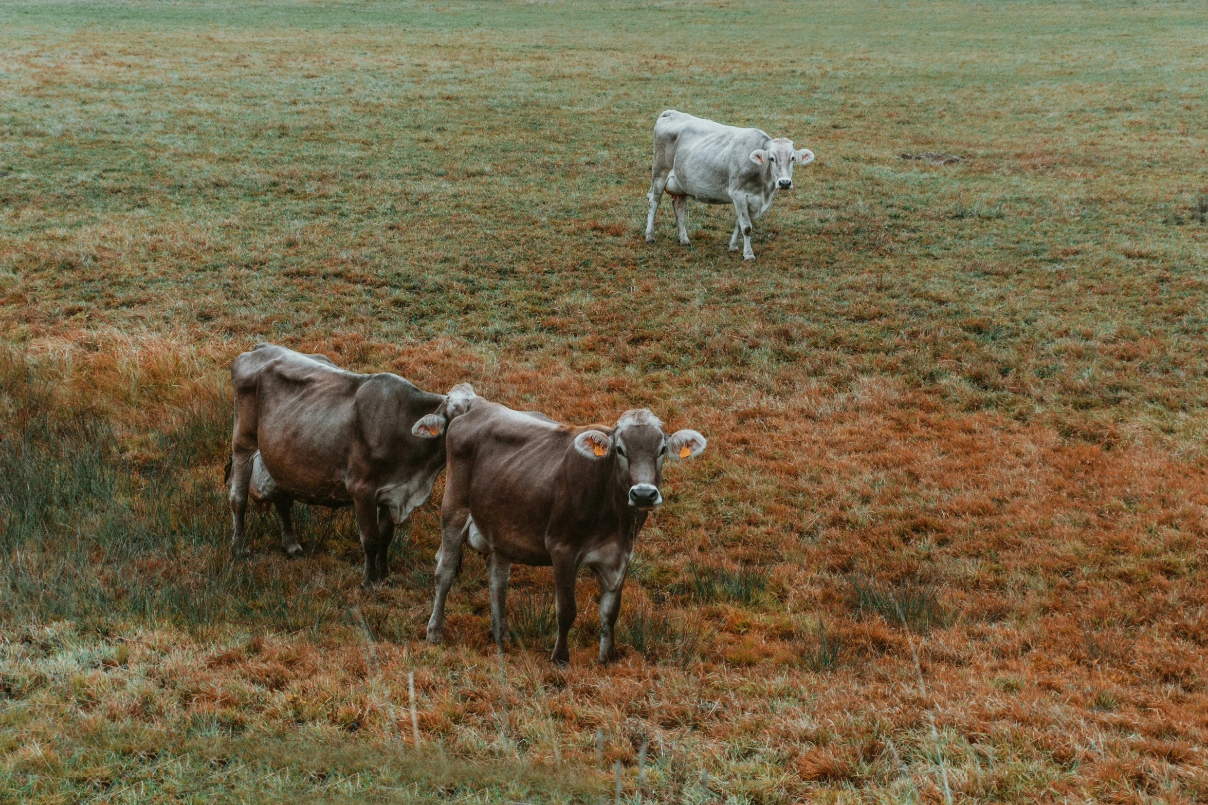 two cows walking through a grassy field with no grass