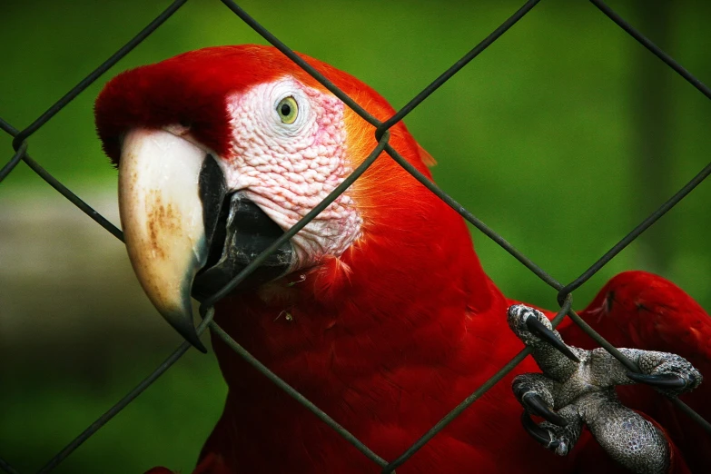 a large red parrot standing on a chain link fence