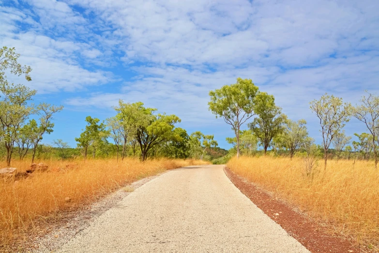 a paved road winding through a field in front of trees