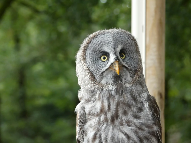 an owl sitting on top of a wooden pole