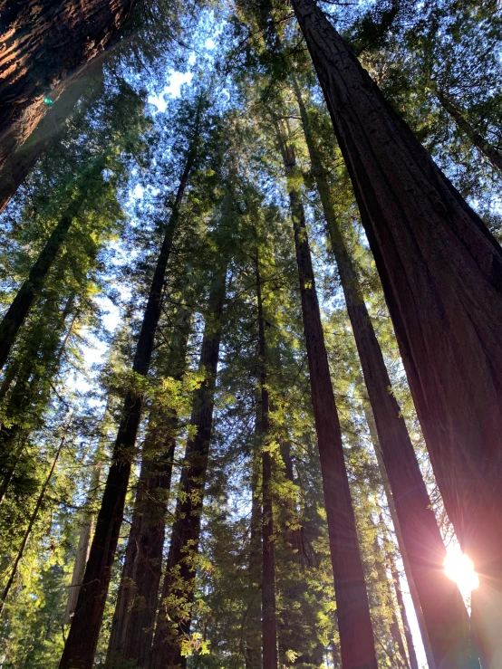 a group of tall trees sitting in the forest